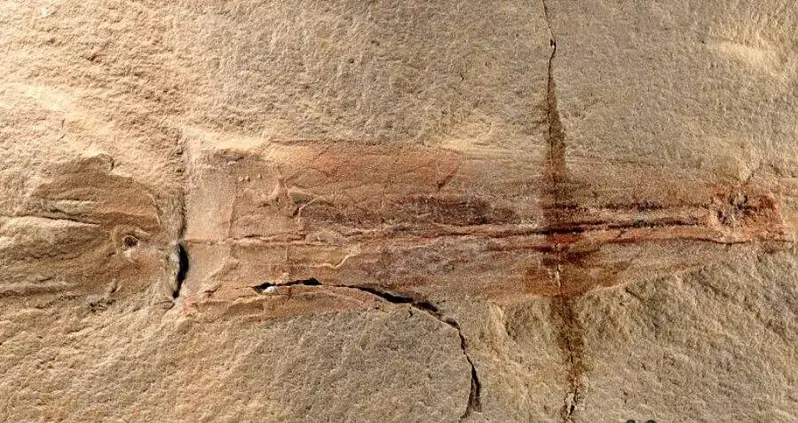 Paleontologists Just Discovered The Oldest-Known Octopus Ancestor — And It Predates Even The Dinosaurs