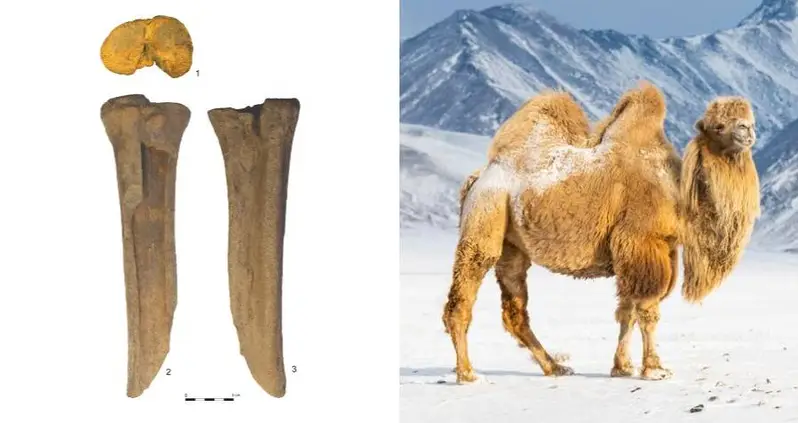 Giant Camel Bones In Mongolia Indicate That Early Humans Hunted Them 27,000 Years Ago