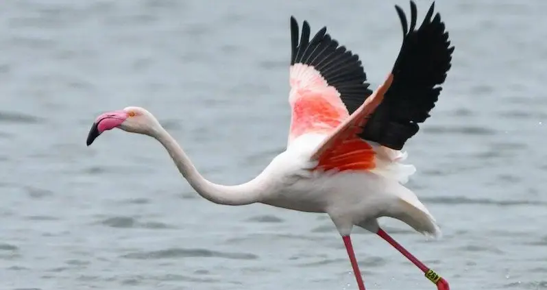 This Fugitive Flamingo Was Just Spotted In Texas After Escaping From A Kansas Zoo 17 Years Ago