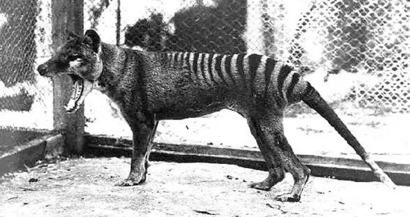 Australian Scientists Hope To Resurrect The Extinct Tasmanian Tiger Within 10 Years Using DNA Sequencing