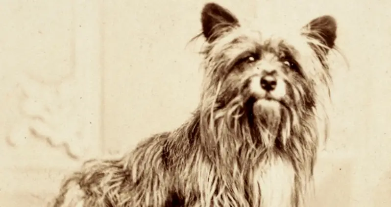 The Powerful Story Of Greyfriars Bobby, The Most Loyal Dog In History