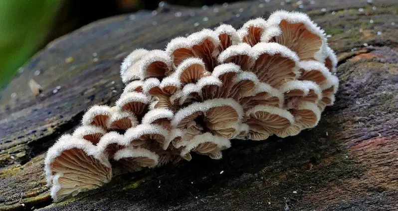 New Study Shows Mushrooms Communicate With Each Other Using A Vocabulary Of 50 Words