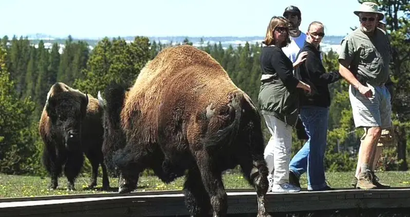 Ohio Woman Gored By Bison At Yellowstone National Park After Getting Too Close