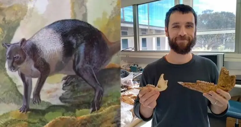 Scientists Just Identified A Giant Kangaroo That Lived In Papua New Guinea 50,000 Years Ago