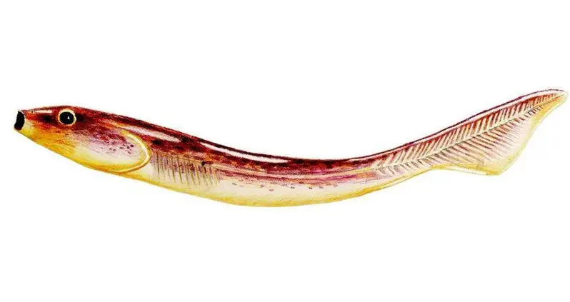 Scientists Just Determined This Prehistoric Fish May Be The Earliest Known Human Ancestor