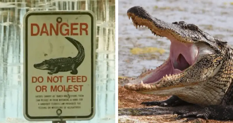 Florida Man Found Dead In Alligator-Infested Lake After Fishing For Frisbees To Sell