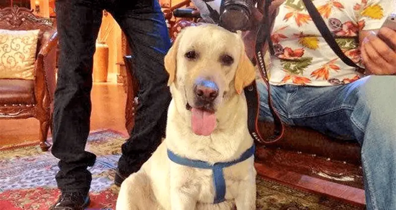 The Incredible Story Of Zanjeer, The Heroic Bomb-Sniffing Dog Of India