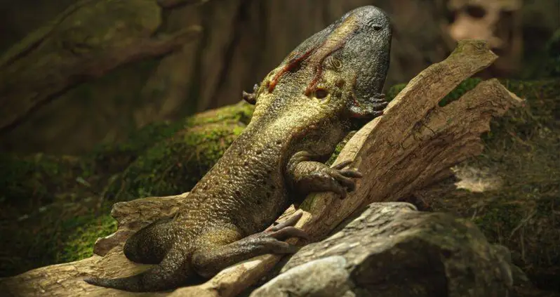 Researchers Just Discovered An Ancient, Giant-Headed Amphibian That Used Its Sticky Tongue To Catch Prey