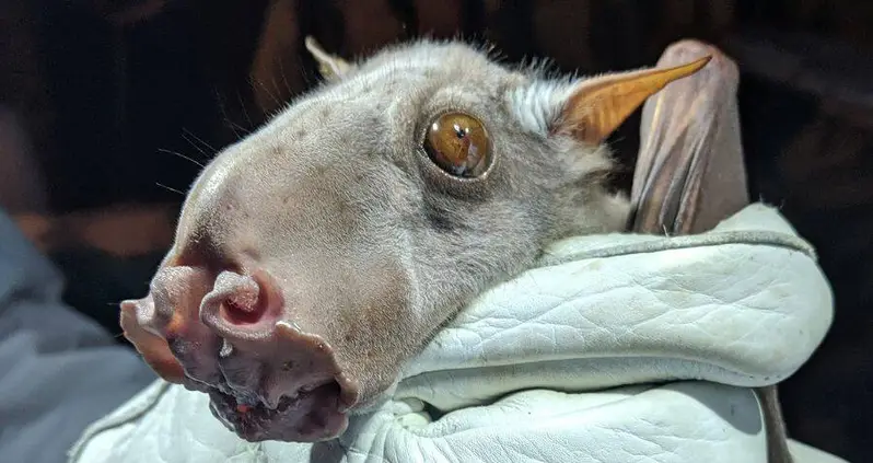 Meet The Hammer-Headed Bat, The African Megabat That’s Been Dubbed One Of The World’s Ugliest Creatures