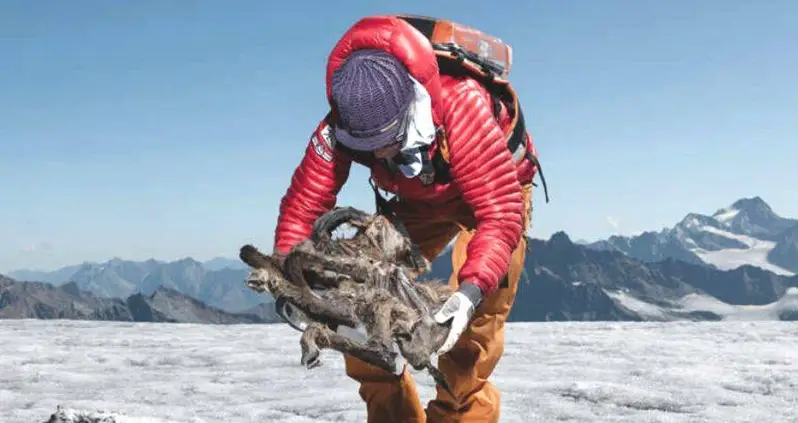 Researchers Just Found A 500-Year-Old Mummified ‘Goatelope’ Inside A Melting Glacier