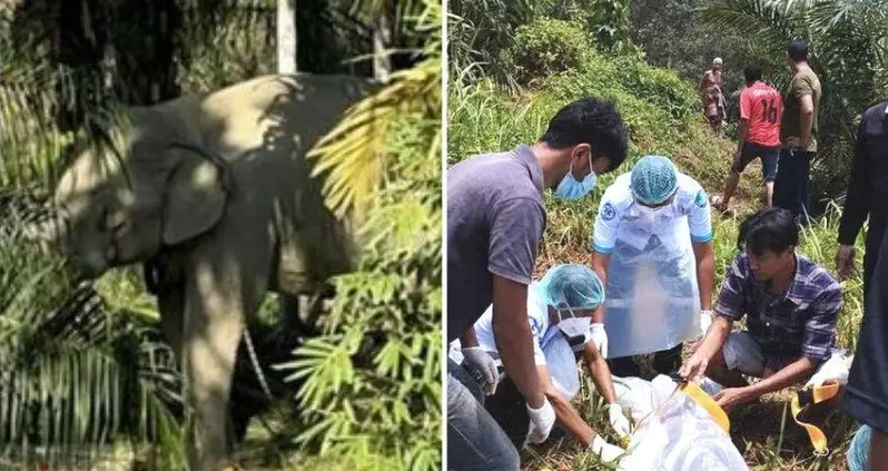 Elephant Tears Its Handler In Two While Being Forced To Work In Extreme Heat