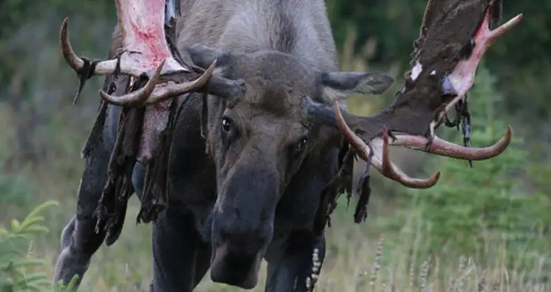 Bow Hunter In Colorado Suffers Severe Injuries After Being Gored By The Moose He Was Trying To Kill