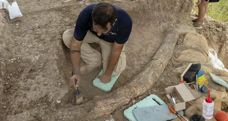 Archaeologists Unearth Giant Prehistoric Elephant Tusk In Southern Israel