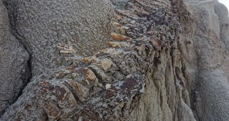 Fossil Found In Canadian Hillside Could Be A Complete Dinosaur Skeleton With Intact Skin