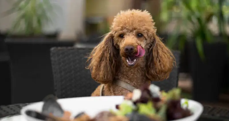 A Fine Dining Restaurant For Dogs Just Opened In San Francisco — Featuring A $75 Tasting Menu