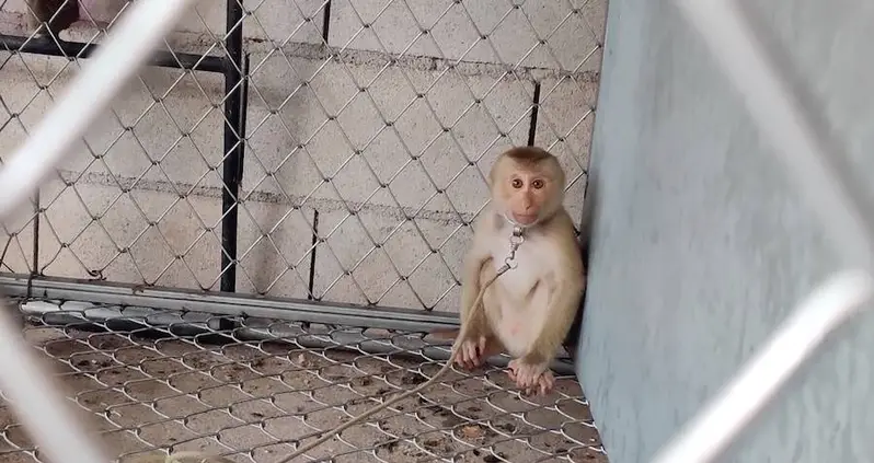 HelloFresh And Other Companies Accused Of Using Coconut Milk Obtained From Monkey Labor