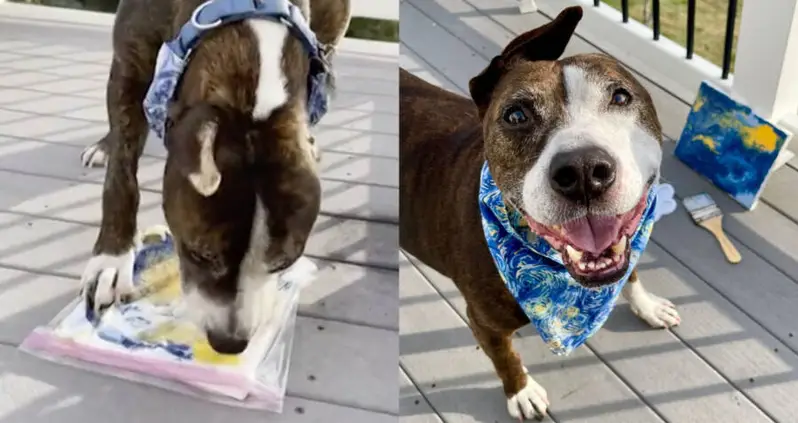 Meet ‘Van Gogh,’ The One-Eared Dog Who Paints Masterpieces With His Tongue