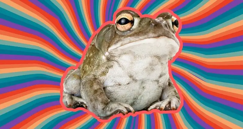 Please Refrain From Licking These Psychedelic Toads, National Park Service Warns