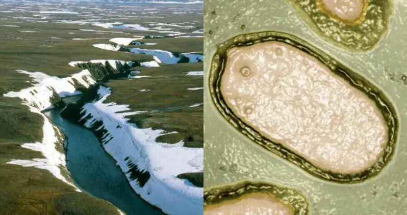 Scientists ‘Awaken’ 13 Prehistoric Viruses From The Siberian Permafrost — And Warn That Climate Change Could Rouse More