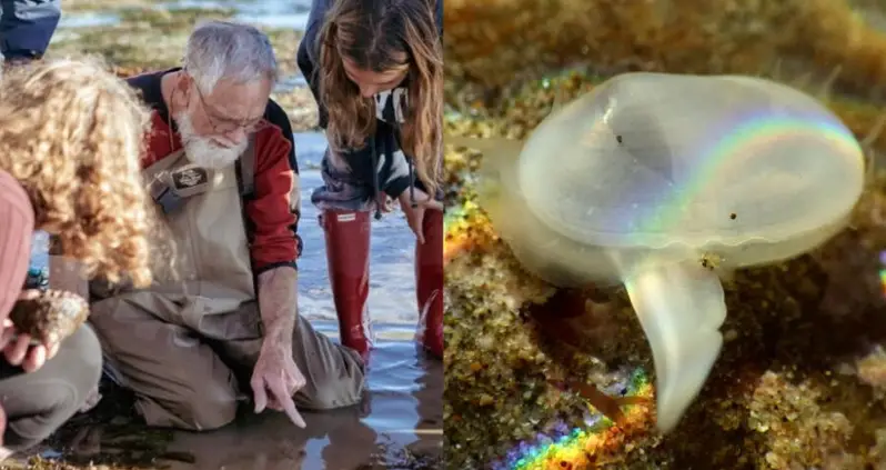 This Translucent Clam Was Thought To Have Gone Extinct 30,000 Years Ago — Researchers Just Found One Alive In California
