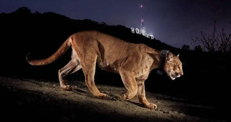 Los Angeles’ Celebrity Mountain Lion P-22 Euthanized After Being Hit By A Car