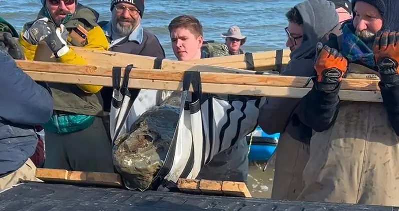 A Beachcomber Just Stumbled Upon A 12-Million-Year-Old Whale Skull In Maryland