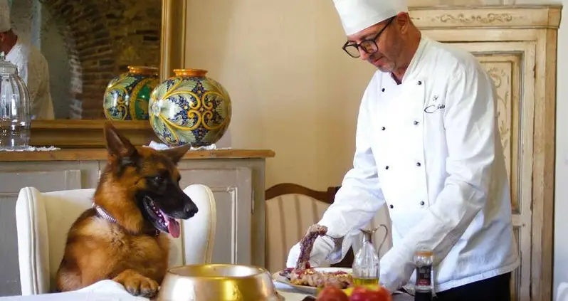 The Real Story Of Gunther VI, The Millionaire German Shepherd Known As The ‘Richest Dog In The World’