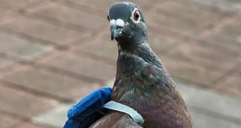 Canadian Prison Guards Just Caught A Pigeon With A Backpack Full Of Crystal Meth
