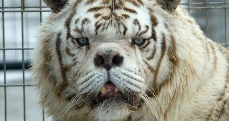 The Tragic Reality Behind Kenny, The Tiger With ‘Down Syndrome’
