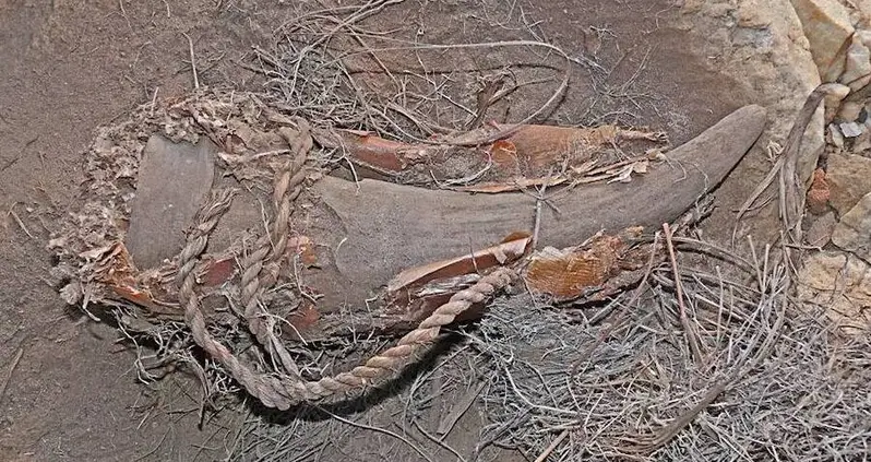 This 500-Year-Old Medicine Horn Found In South Africa Is Shedding New Light On Old Healing Practices