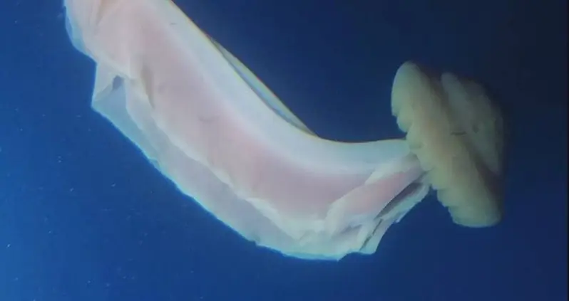 Cruise Liner Guests Spot Extremely Rare Giant Phantom Jellyfish Off The Coast Of Antarctica