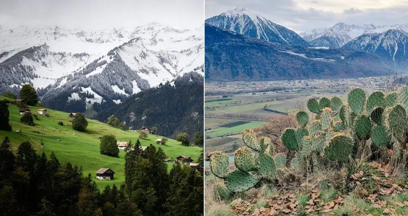 Rising Temperatures Are Melting The Snow In The Swiss Alps — And Prickly Pear Cacti Are Taking Over