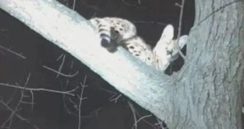 A Big Cat Native To Africa Was Just Captured In Ohio — With Cocaine In Its System