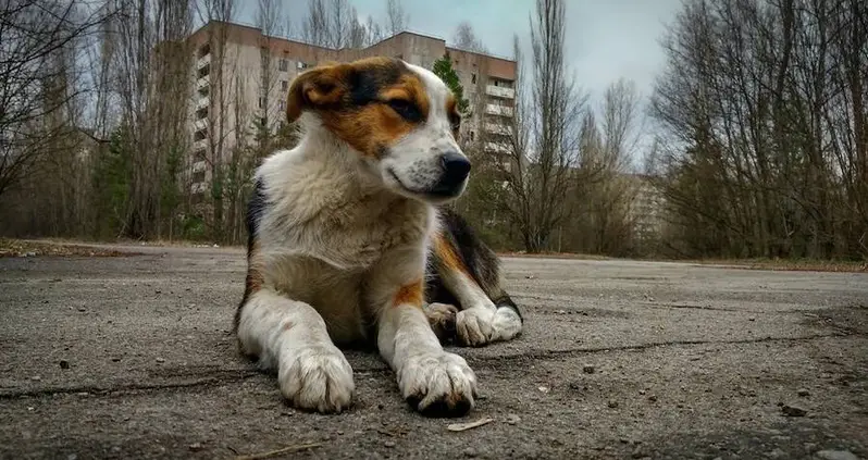 40 Years After Nuclear Disaster, Chernobyl’s Dogs Are Now Genetically Distinct