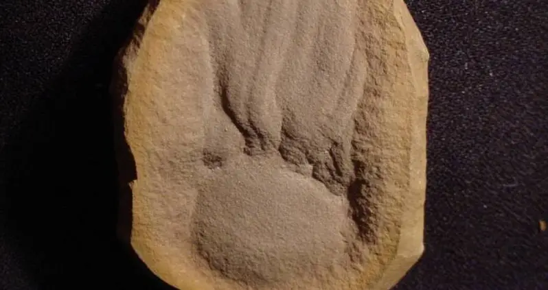 Scientists Thought This 300 Million-Year-Old ‘Blob’ Fossil Was A Jellyfish — Turns Out, They’d Just Been Looking At It Upside Down