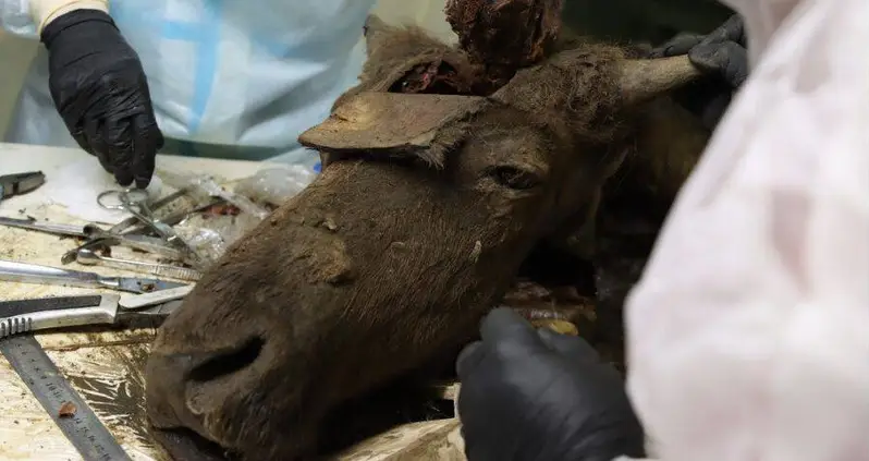 This Prehistoric Bison Found Frozen In Siberia Is So Well-Preserved That Scientists Think They Can Clone It