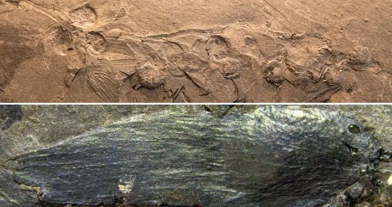 Chinese Paleontologists Just Identified The Fossil Of A 170-Million-Year-Old Flower