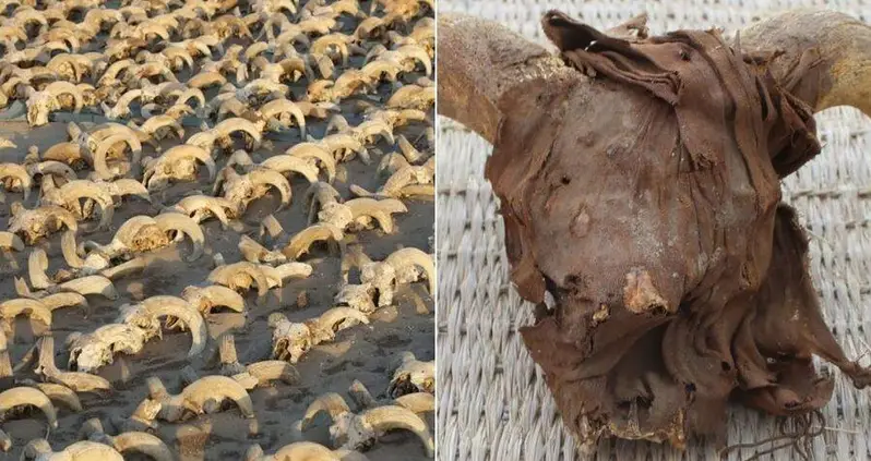Archaeologists Uncover Thousands Of Ram Heads Inside An Ancient Egyptian Temple Dedicated To Ramses II