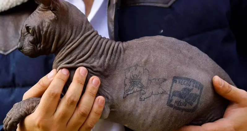 Police Rescue A Sphynx Cat Covered In Gang Tattoos From A Mexican Prison