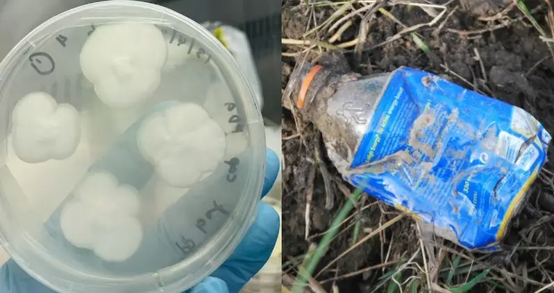 Scientists Uncover Backyard Fungi That Can Break Down The Toughest Plastic In 140 Days