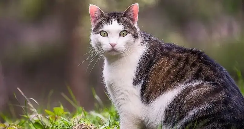 A Children’s Cat-Killing Contest Was Just Canceled In New Zealand After Public Outcry