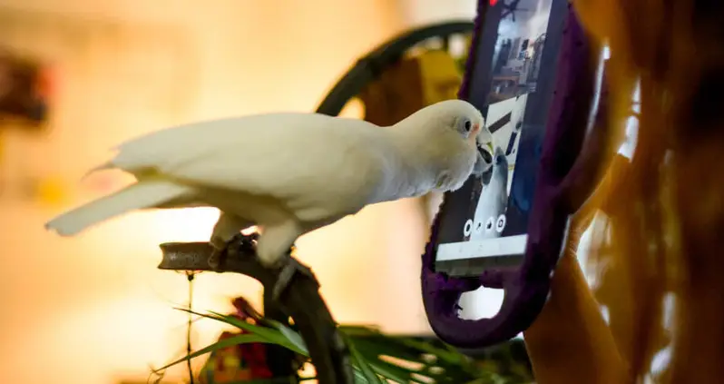 Parrots Trained To Make Video Calls With Their Feathered Friends Are Less Lonely, Study Finds