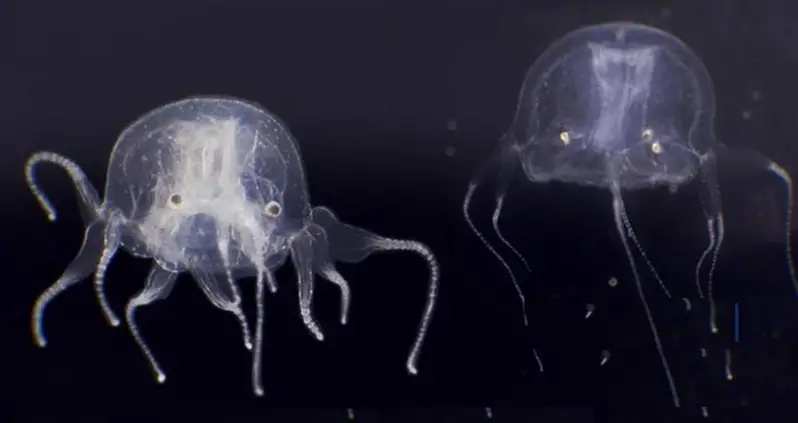 This Newly Discovered Jellyfish Has 24 Eyes And Is Related To The World’s Most Venomous Creature