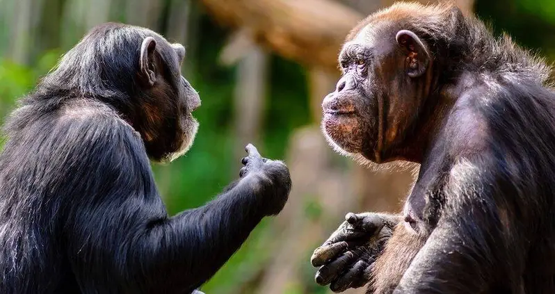 Scientists Discover That Chimpanzees Have A Primitive Language By Pranking Them With Fake Snakes