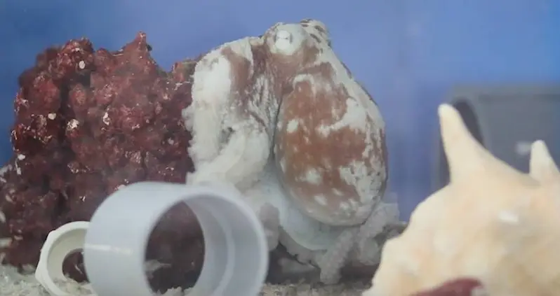 Amazing New Footage Shows That Octopuses May Experience Nightmares