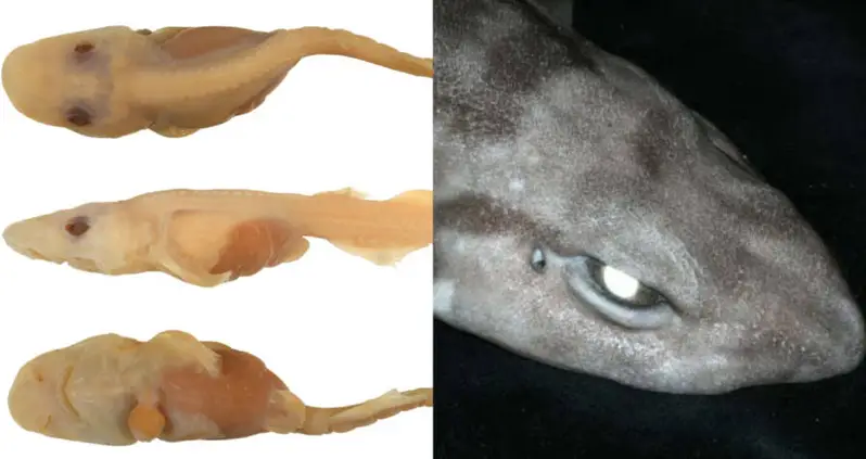 A New Species Of Deep-Sea Demon Shark With Bright White Eyes Was Just Discovered In Australia