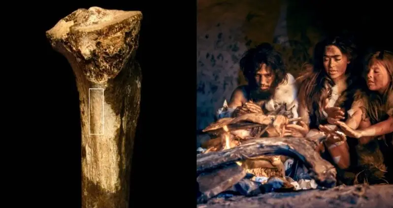 Scientists Say Cuts On Prehistoric Shinbone Could Be Earliest Evidence Of Human Cannibalism