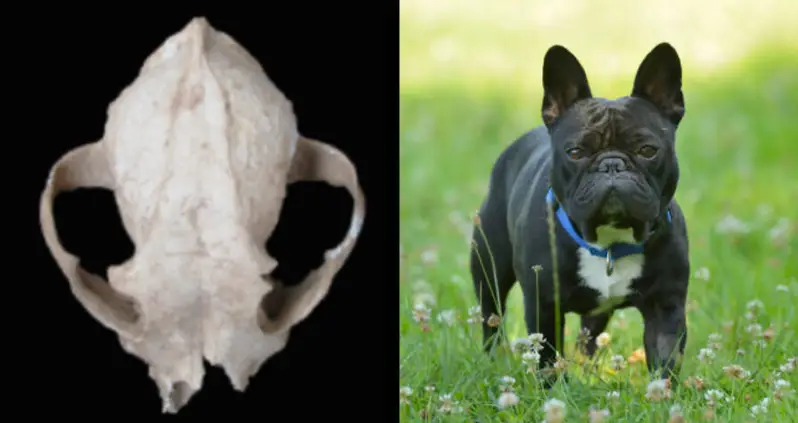 New Research Finds Romans Once Bred Lapdogs That Looked Like Modern French Bulldogs