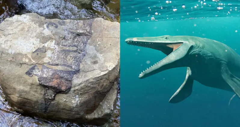 Deadly New Zealand Cyclone Unveils Fossils Of Two Enormous, Extinct Marine Predators