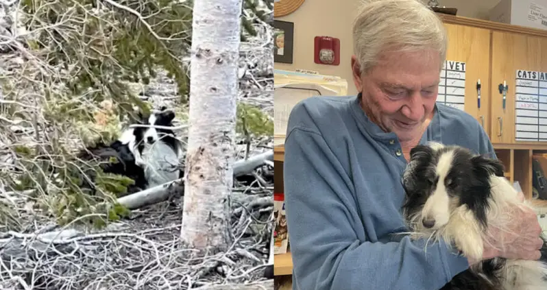Dog Lost For Five Weeks In The Rocky Mountains Reunited With His Owner After Being Saved By A Hiker